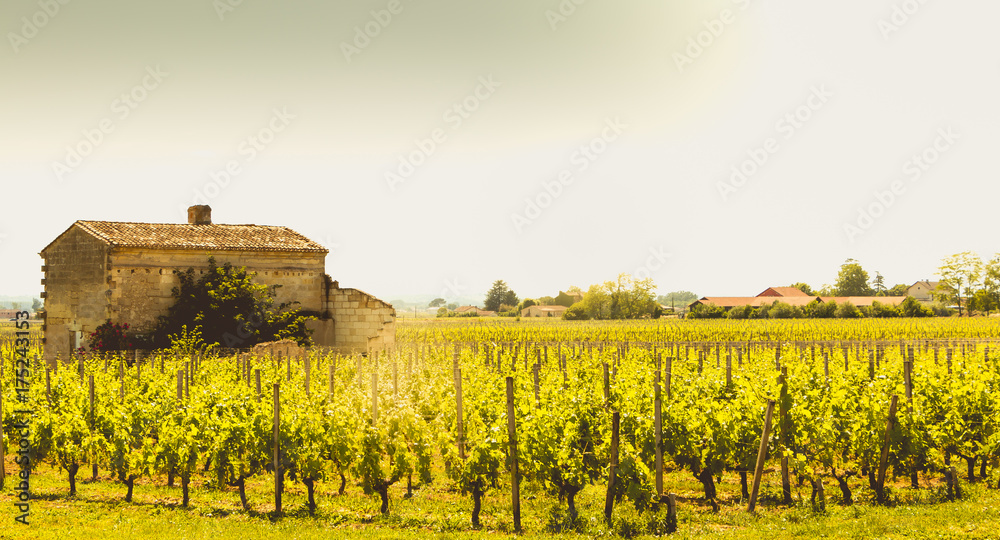 vineyard of Saint-Emilion, France, near Bordeaux at the end of spring 2017