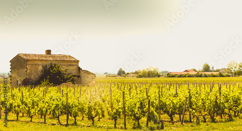 Obraz na płótnie vineyard of Saint-Emilion, France, near Bordeaux at the end of spring 2017 w salonie