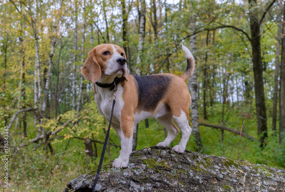 Beagle dog on a background of autumn forest