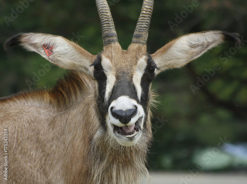 Antelope Roana (Hippotragus Equinus) (1) photo