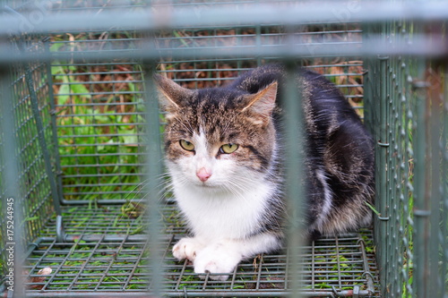 Fototapeta Naklejka Na Ścianę i Meble -  Cat in a trap