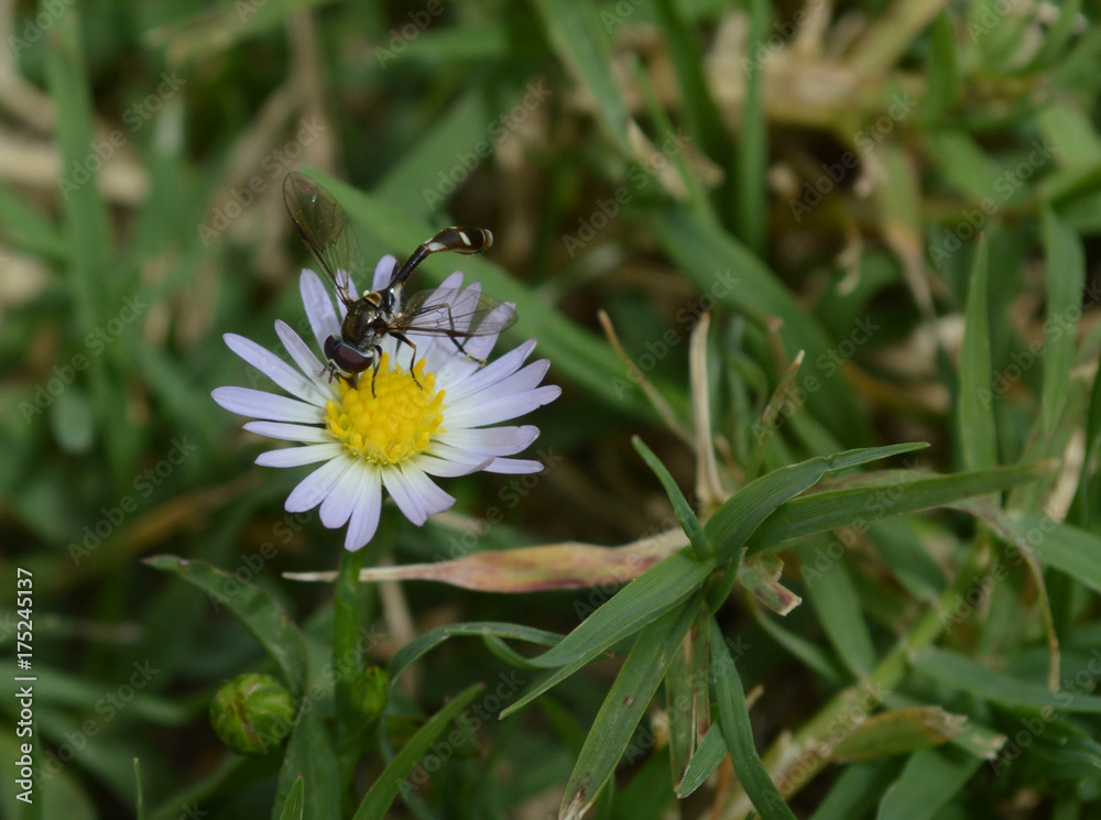 baby wasp drinking nectar from a white and yellow wildflower baby wasp drinking nectar from a white and yellow wildflower