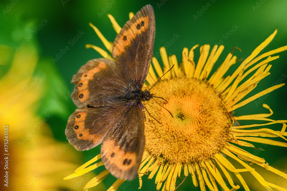 Naklejka premium butterfly on a flower