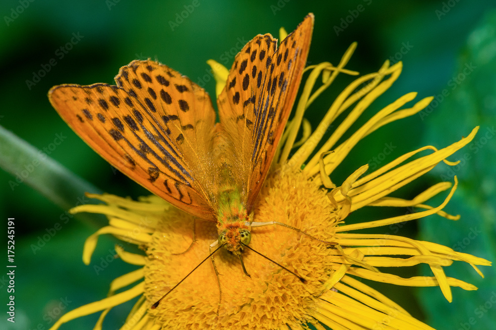 Naklejka premium butterfly on a flower