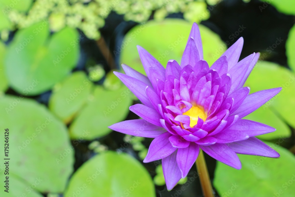 Violet lotus blooming with green leaf and water background in the morning. Violet lotus blooming with green leaf and water background in the morning.