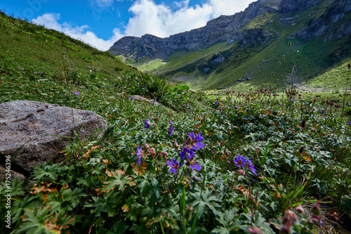 Wide angle photo of wild flowers in mountain valley.