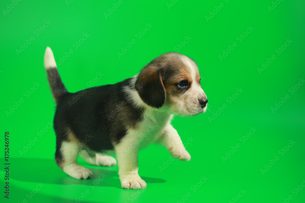 1 month pure breed beagle Puppy on green screen
1 month pure breed beagle Puppy on green screen