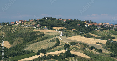 Landscape in Romagna at summer: vineyards photo