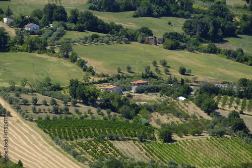 Landscape in Romagna at summer  vineyards