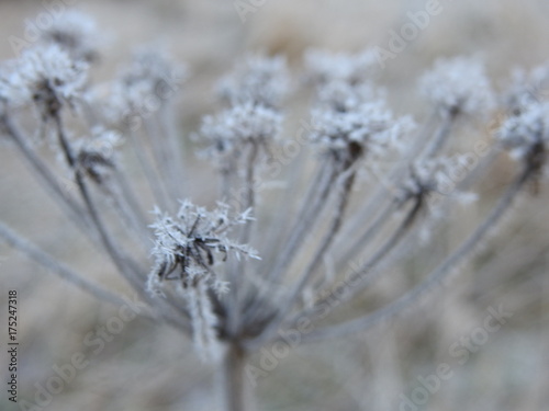 frosty plants