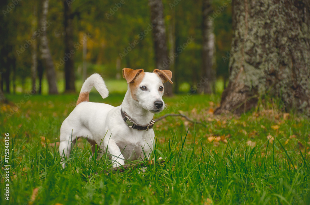белая собака в зеленых листьях