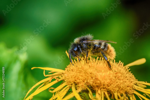 Bees on the flower