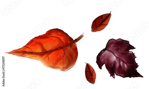 watercolour autumn leaves vector
