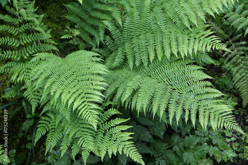 Fern leaves   Fern - the oldest plant on Earth