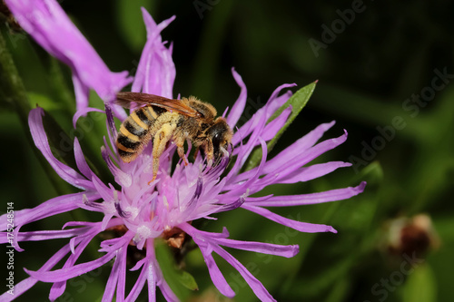 Honigbiene auf einer Flockenblume, Apis mellifica