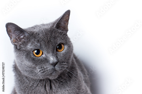 British cat on white background sits looking up