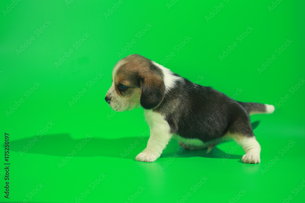 1 month pure breed beagle Puppy on green screen 1 month pure breed beagle Puppy on green screen