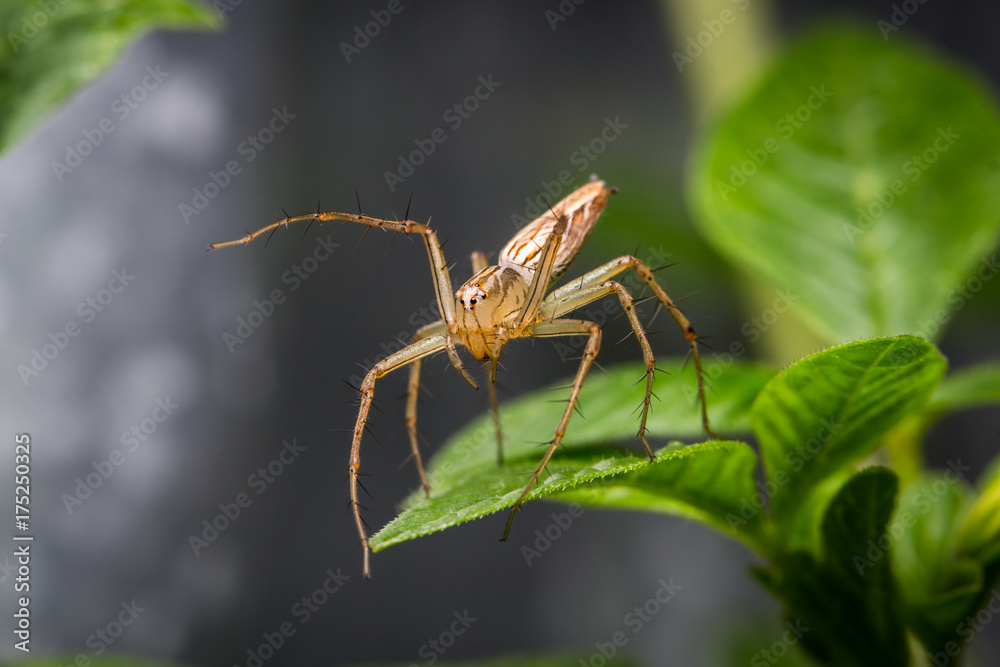Jumping spider on self protection Jumping spider on self protection