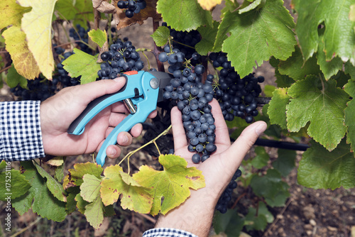 Horizontal Harvesting Secateurs Hands Man Grape Syrah photo