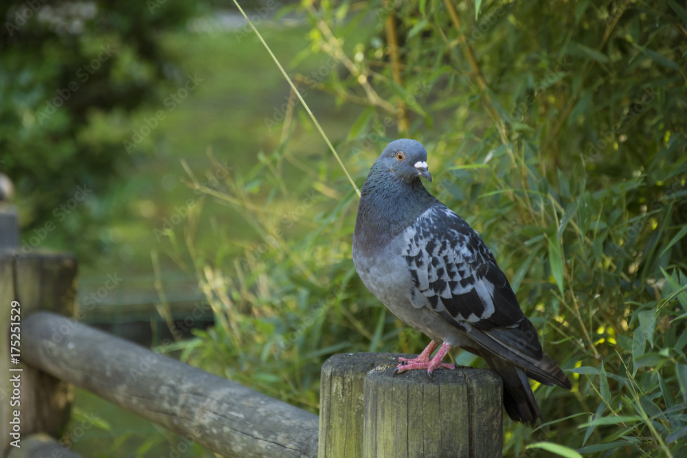 Fototapeta premium Bird 195