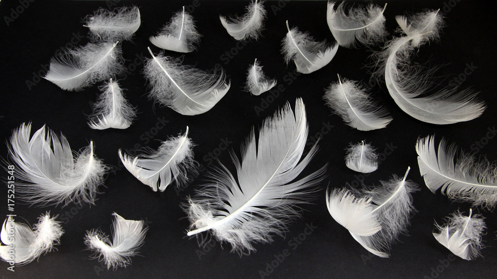 Obraz premium Swans down on a black background