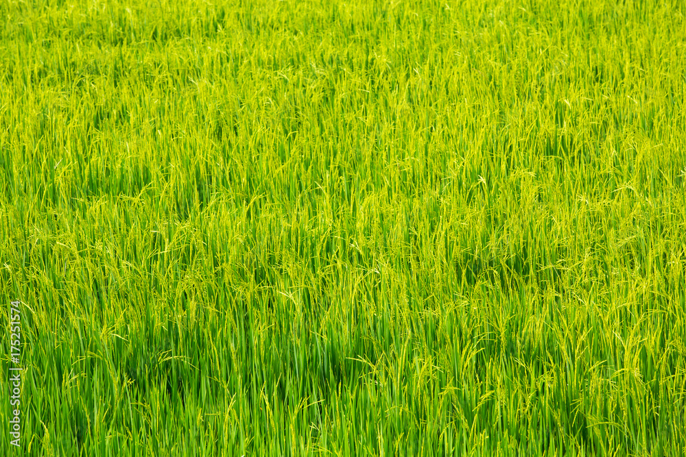 Rice field, Field background