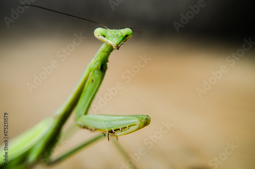 Praying Mantis Macro © jake