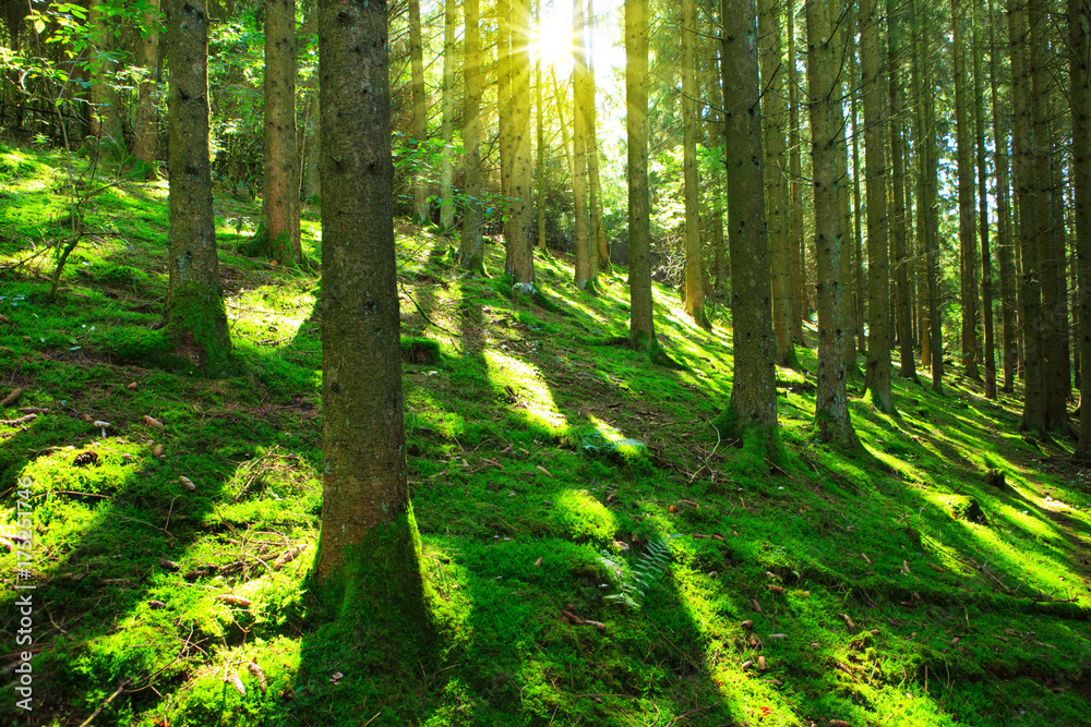 Fototapeta Słońce świeci przez drzewa w lesie sosnowym.