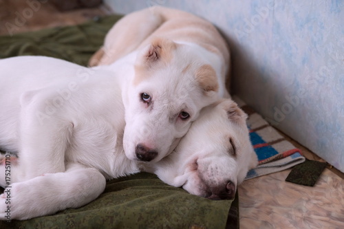 Два белых щенка Алабая отдыхают на подстилке, в помещении.