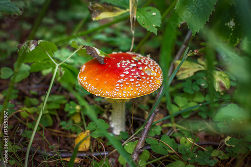 Bright red wild poisonous Fly Agaric mushroom
