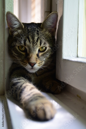 Wallpaper Mural beautiful tiger cat lying in the white wooden window, looking directly into the camera Torontodigital.ca