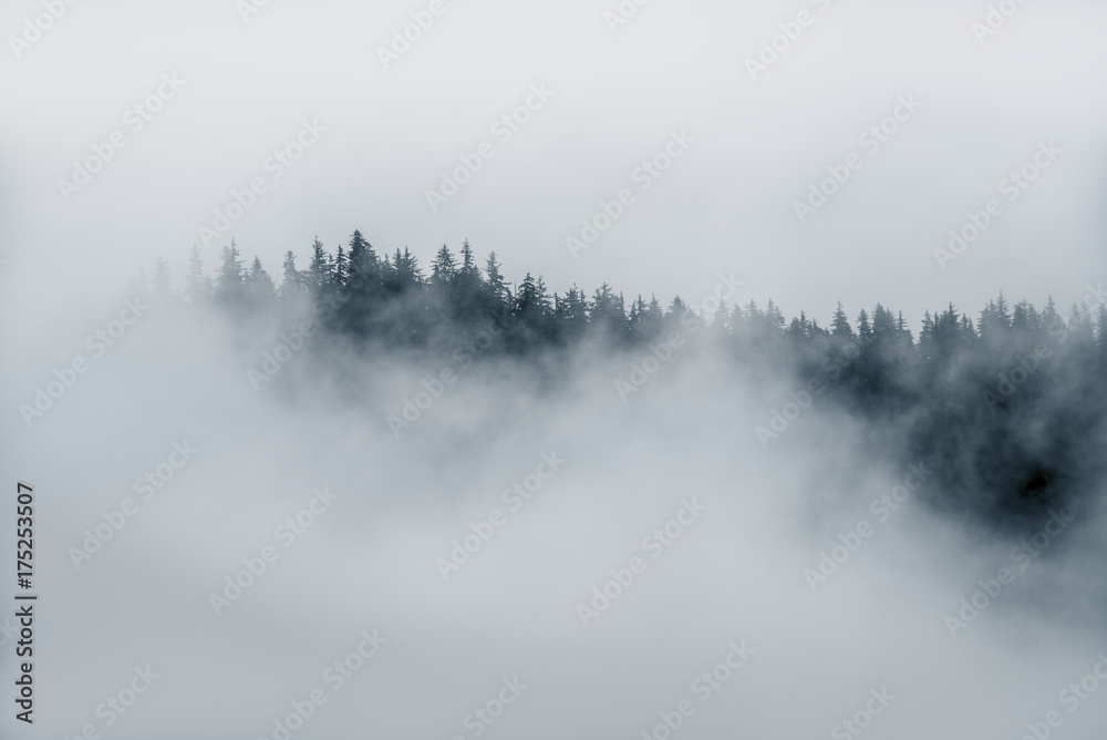 Minimal fog on top of trees sticking out of thick fog in Alaska in black and white 