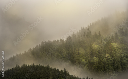 Fototapeta Mgła pokrywająca górskie lasy