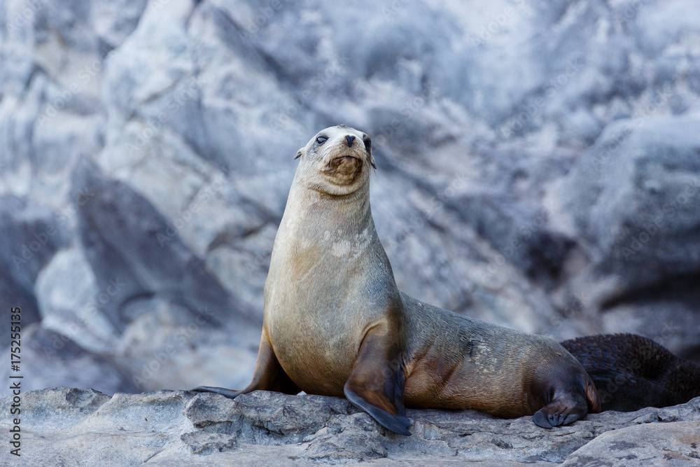 Fototapeta premium Guadalupe Fur Seal
