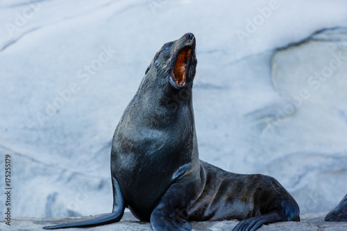 Guadalupe Fur Seal