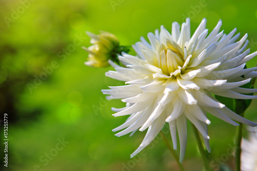 White dahlia isolated on blur green background.