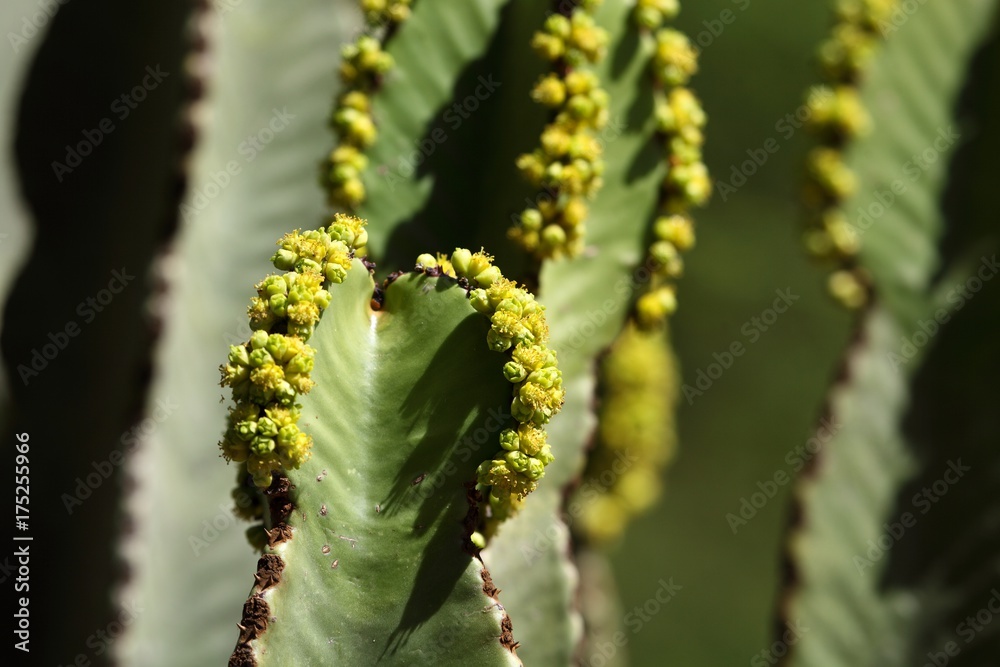 Naklejka premium Blossoms of an Euphorbia abyssinica
