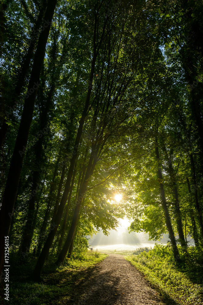 Naklejka premium Early morning sunlight illuminating a misty grassland and bursting through the foliage of the wood.
