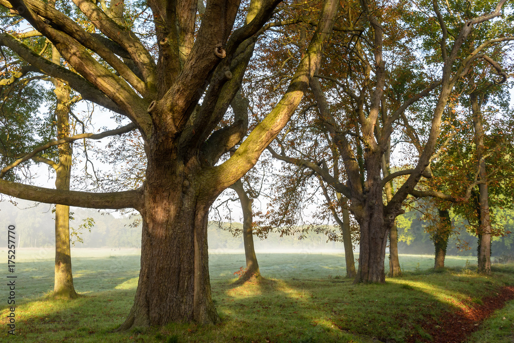 Trees illuminated by sunrise at the edge of a misty meadow. Trees illuminated by sunrise at the edge of a misty meadow.