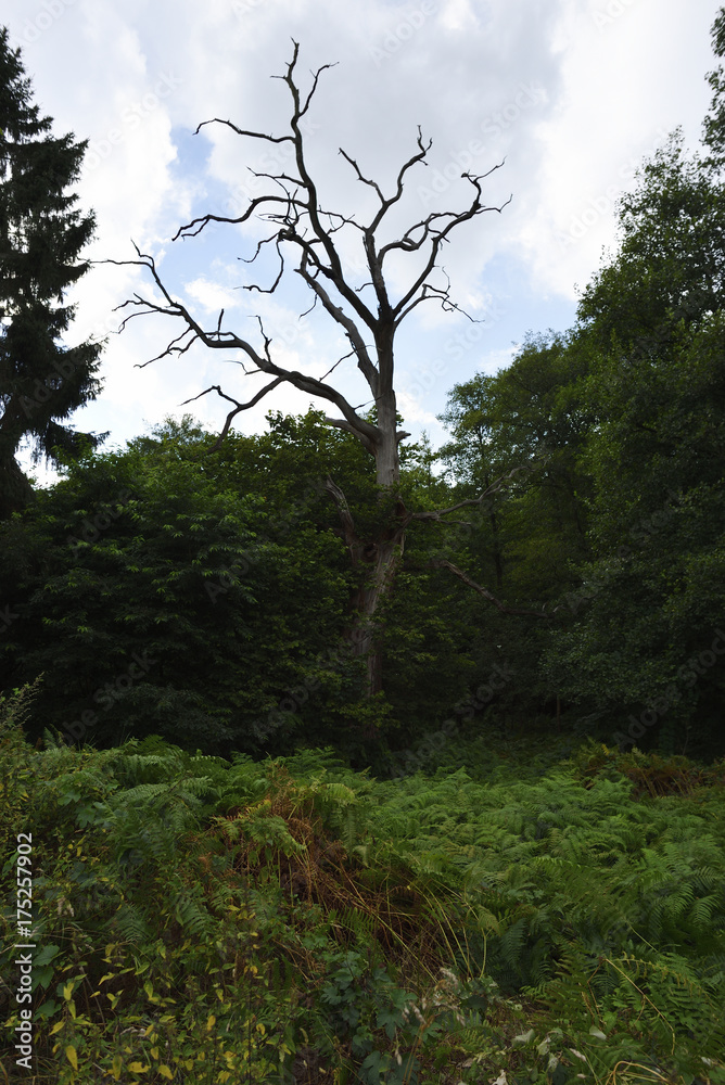 Fototapeta premium Verdoerrter Baum am Waldesrand