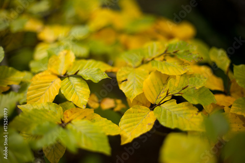 Colorful detail of autumn hornbeam leaves 