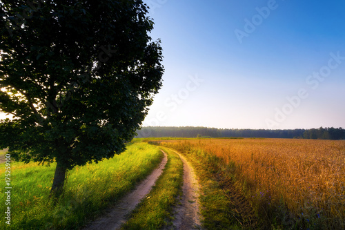 Obraz na plátně Sun rises over field of wheat. Sunny day. Masuria, Poland.