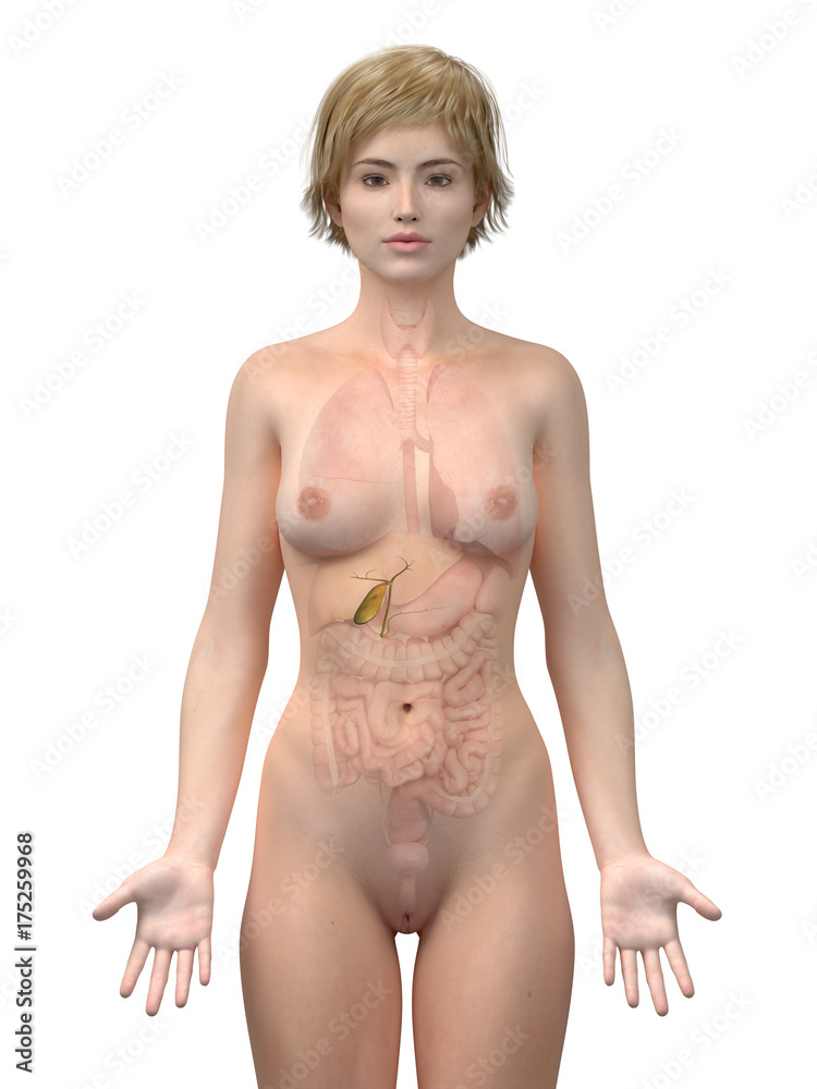 3d rendered medically accurate illustration of the female gallbladder 3d rendered medically accurate illustration of the female gallbladder