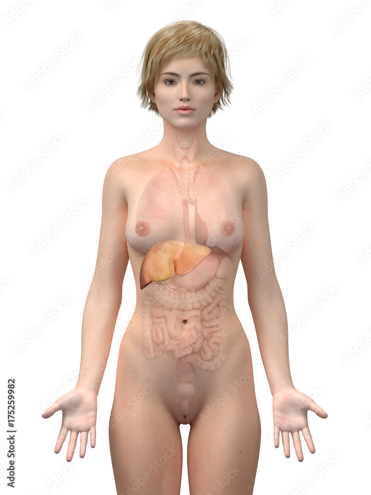 3d rendered medically accurate illustration of the female liver 3d rendered medically accurate illustration of the female liver
