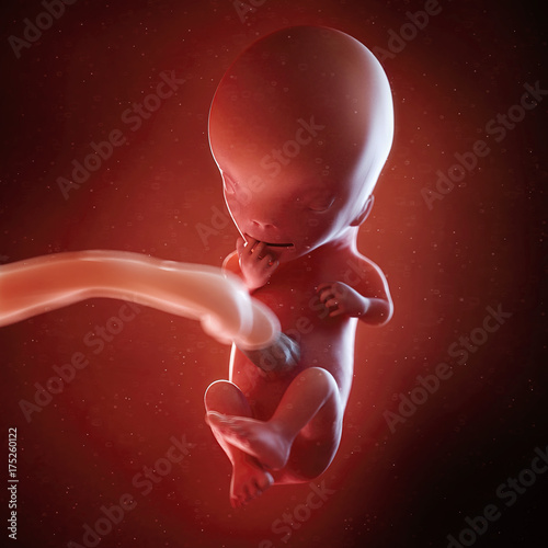 3d rendered medically accurate illustration of a fetus week 11 photo