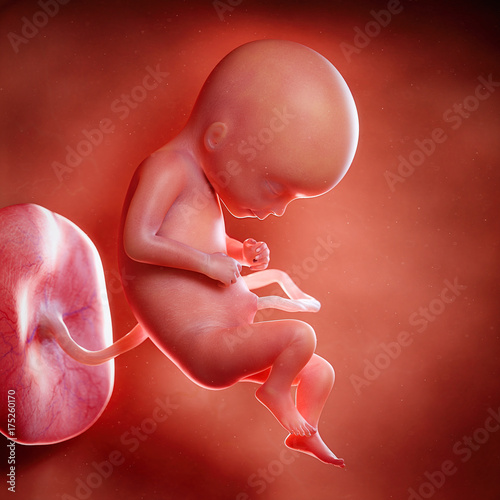 3d rendered medically accurate illustration of a fetus week 17