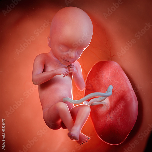 3d rendered medically accurate illustration of a fetus week 18 photo