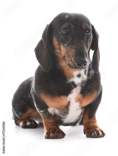 Fototapeta Naklejka Na Ścianę i Meble -  miniature dachshund sitting