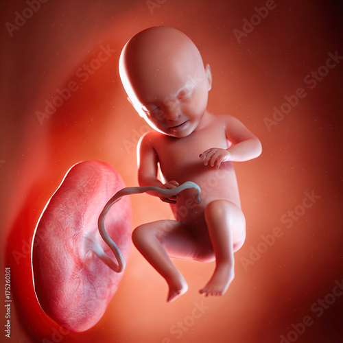3d rendered medically accurate illustration of a fetus week 31