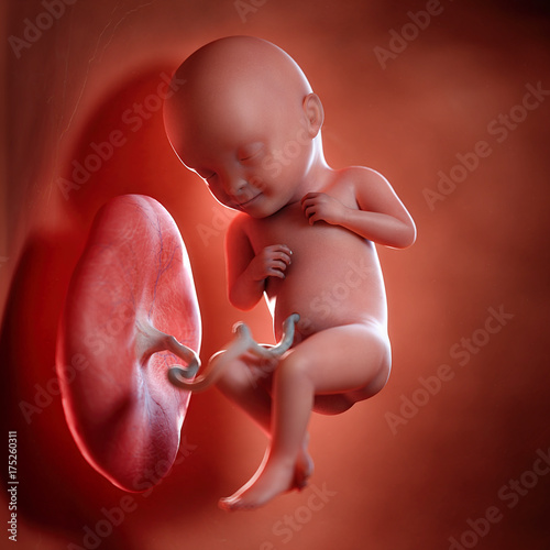 3d rendered medically accurate illustration of a fetus week 32 photo